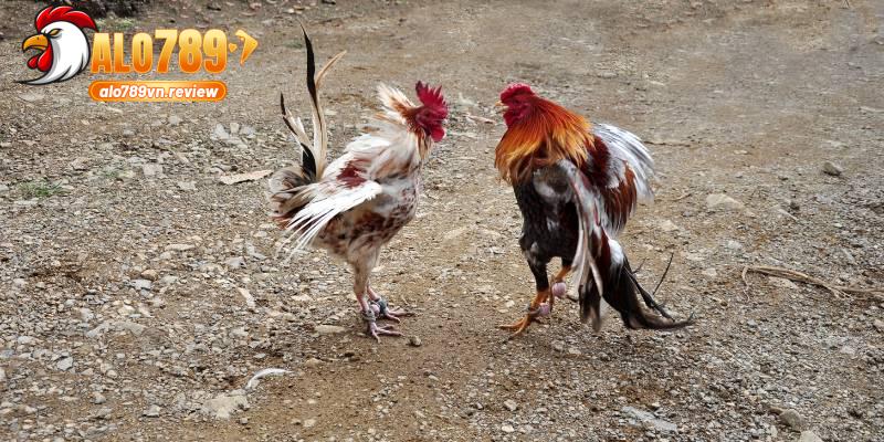 Đá gà cựa dao ALO789 - Mẹo chơi đến từ sư kê hàng đầu 2 Nắm rõ chiến thuật giúp tham gia chọi gà trở nên chuyên nghiệp