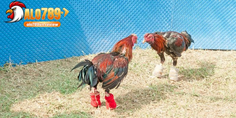 Đá gà cựa dao ALO789 - Mẹo chơi đến từ sư kê hàng đầu 1 Đá gà cựa dao ALO789 là sân chơi giải trí của nhiều kê thủ hiện nay